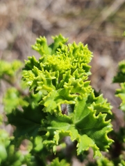 Pelargonium englerianum