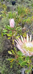 Protea cynaroides