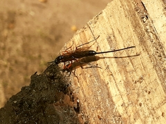 Dolichomitus imperator