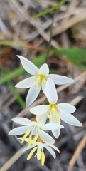 Hesperantha falcata