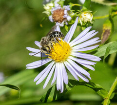Colletes compactus compactus