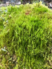 Dicranum howellii