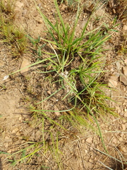 Asclepias brevipes