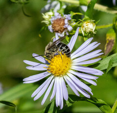 Colletes compactus compactus