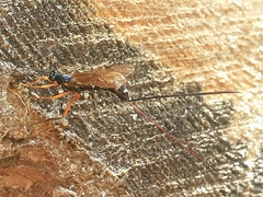 Dolichomitus imperator