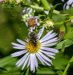 Colletes compactus compactus