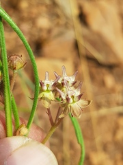 Asclepias brevipes