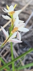 Hesperantha falcata