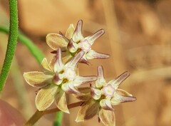 Asclepias brevipes