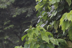 Ramphocelus passerinii