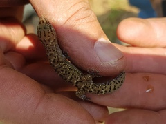 Pachydactylus capensis
