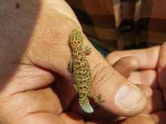 Pachydactylus capensis