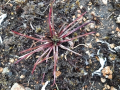 Lysipomia multiflora