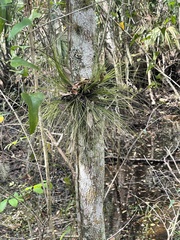 Tillandsia setacea