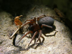 Callobius canada