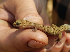 Pachydactylus capensis
