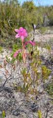 Watsonia coccinea