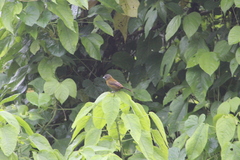 Ramphocelus passerinii