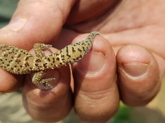 Pachydactylus capensis