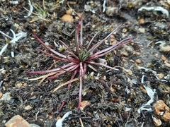 Lysipomia multiflora