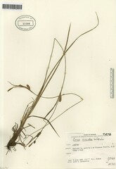 Carex conoidea
