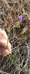 Lavandula