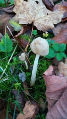 Helvella elastica