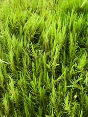 Dicranum howellii