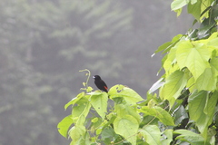 Ramphocelus passerinii