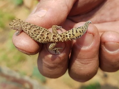 Pachydactylus capensis