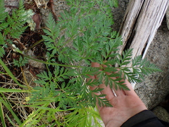Conioselinum gmelinii
