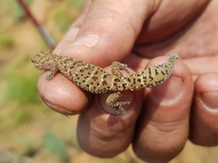 Pachydactylus capensis