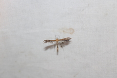 Dejongia lobidactylus