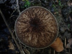 Pluteus umbrosus