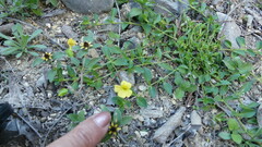 Mecardonia procumbens