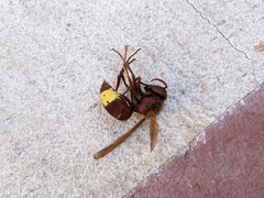 Vespa orientalis