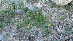 Mecardonia procumbens