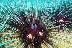 Astropyga pulvinata