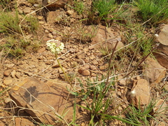 Asclepias fallax