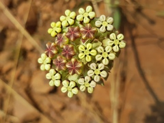 Asclepias fallax