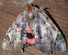 Catocala carissima