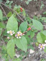 Malpighia glabra