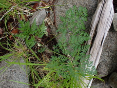 Conioselinum gmelinii