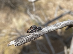 Acmaeodera gibbula