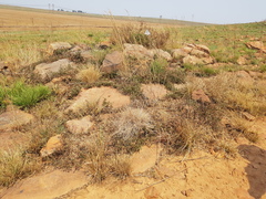 Searsia magalismontana magalismontana