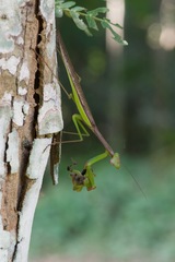 Polyspilota aeruginosa