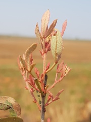 Searsia magalismontana magalismontana
