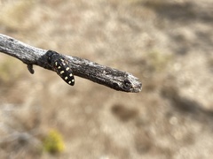 Acmaeodera gibbula