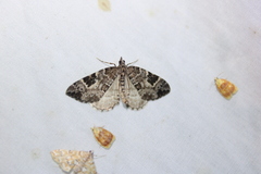 Eulithis explanata