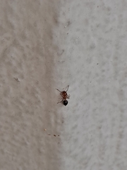 Crematogaster laeviuscula